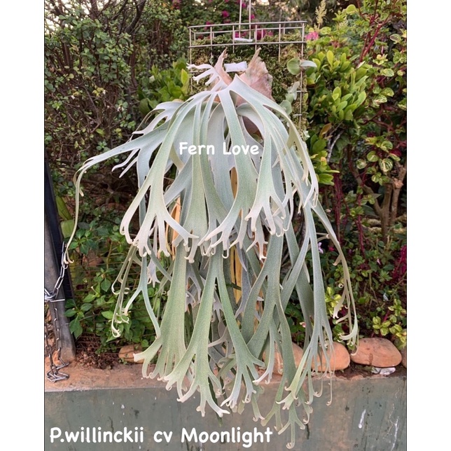 P.willinckii cv. Moonlight、爪哇月光、月光爪哇