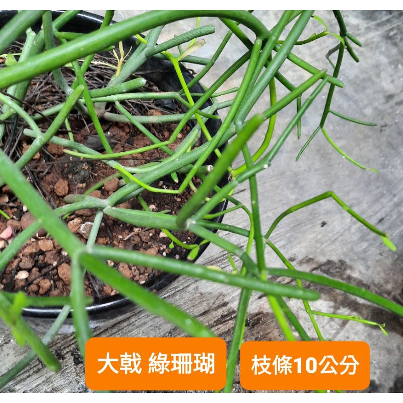Succulent 火棒大戟 ／綠珊瑚 Euphorbia tirucalli 枝條10公分一枝