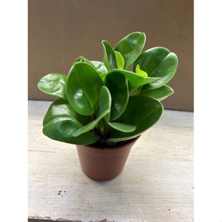 圓葉發財樹、圓葉椒草、室內植物（此為3吋盆栽）