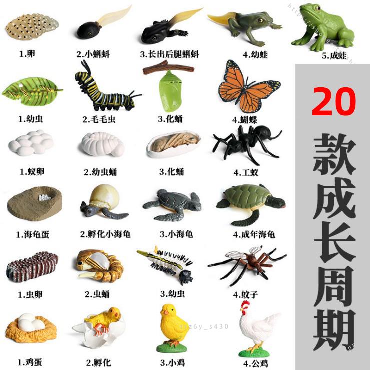 臺灣模具🥕🥕仿真動物模型螞蟻公雞蚊子海龜兒童玩具青蛙生命成長周期早教道具不可食用