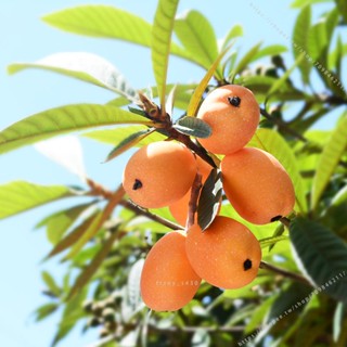 臺灣模具🥕🥕模擬假枇杷水果蔬菜模型兒童玩具擺件擺設裝飾創意水果店佈置用品不可食用