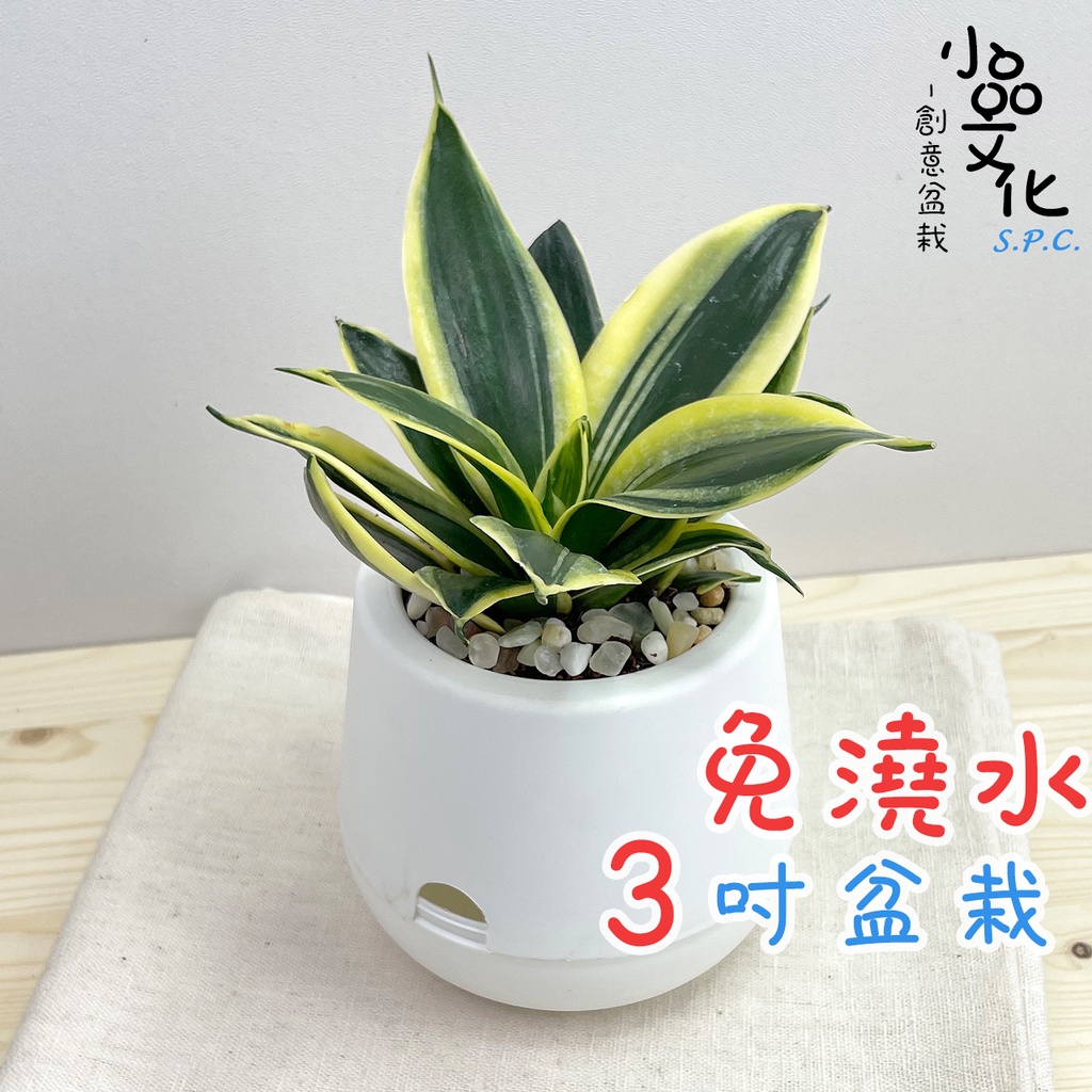 【小品文化】金邊虎尾蘭【現貨】3吋雪胖免澆水盆栽 室內植物 懶人盆栽 觀葉植物 水培植物 水培盆栽 植栽