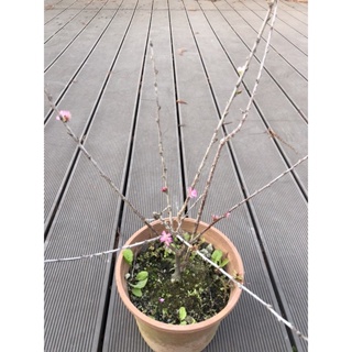 日本 庭梅 /6吋～極稀有盆栽苖木⋯