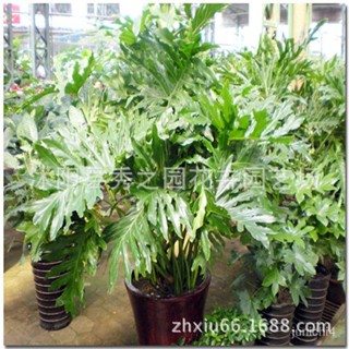 龜背竹種子 花卉種子 植物種子羽 春雨 室內植物綠植盆栽凈化空氣辦公盆栽水培花卉【惠農園藝】