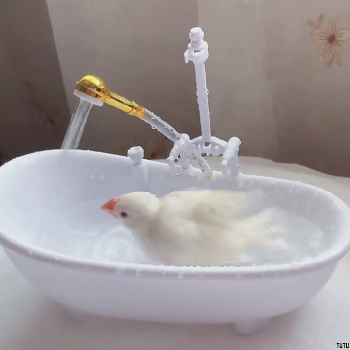 【拼台灣最低價】女孩過家家仿真洗澡盆娃娃玩具電動會自動噴水浴缸美人魚小鳥鸚鵡