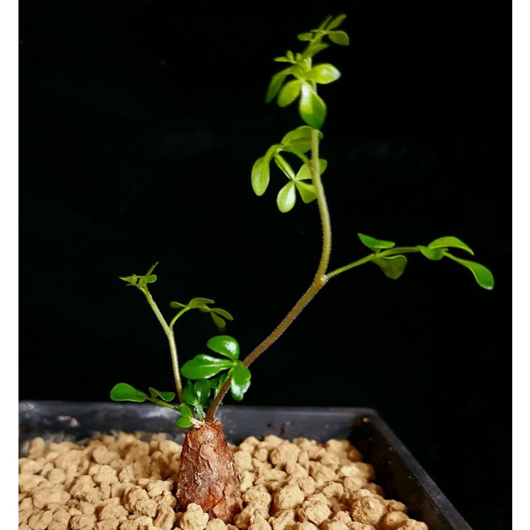 Findx找肉 列加氏漆樹 漆樹科 根插