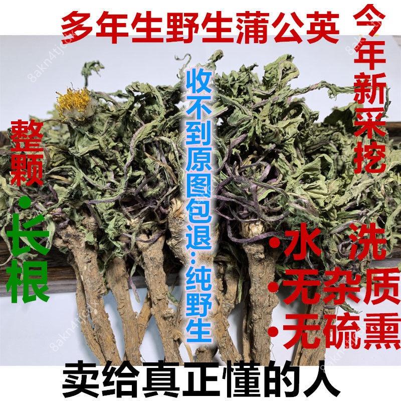 正品 批發價~【全株蒲公英茶】蒲公英大根 蒲公英葉 野生特級茶葉500G