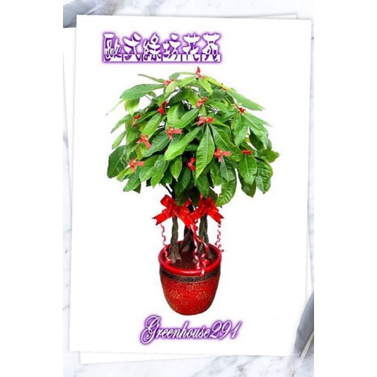 【歐式綠坊花苑】[gtp182] 發財樹(馬拉巴栗)落地盆栽 ~ 鴻猷大展 ~ 桃園花店 蘆竹花店 大園花店 觀音花店