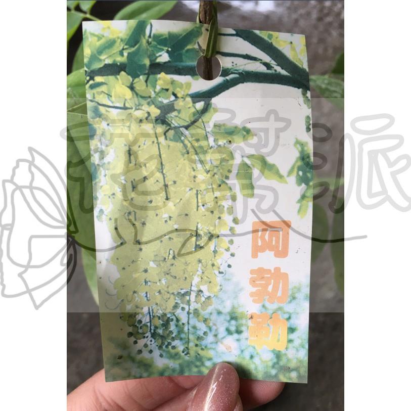 花幫派_喬木植物—阿勃勒-- 米徑3公分~可作景觀樹或行道樹之用 /成數高約180-200cm/價1500