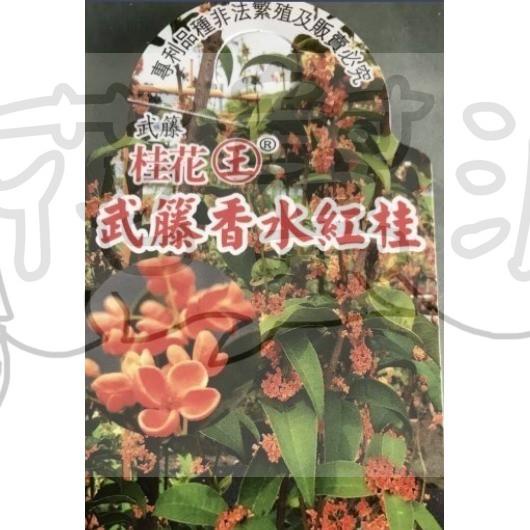 花幫派_喬木觀賞植物—武藤香水紅桂花--四季紅桂~花色橙紅色/8吋高約80-100cm/特價1200