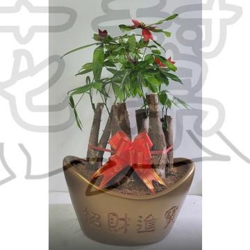 花幫派_室內造型盆栽—馬拉巴栗(元寶盆)--討喜的送禮植物~送禮盆栽/元寶盆