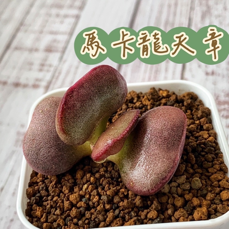 ↠有植感↞ ▮馬卡龍▮ 馬卡龍天章 馬卡龍多肉 多肉馬卡龍 多肉植物 番杏科 景天科 百合科 生石花 海豹天章 多肉