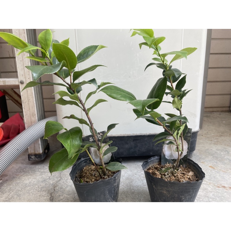 茶花樹苗：（白寶塔）