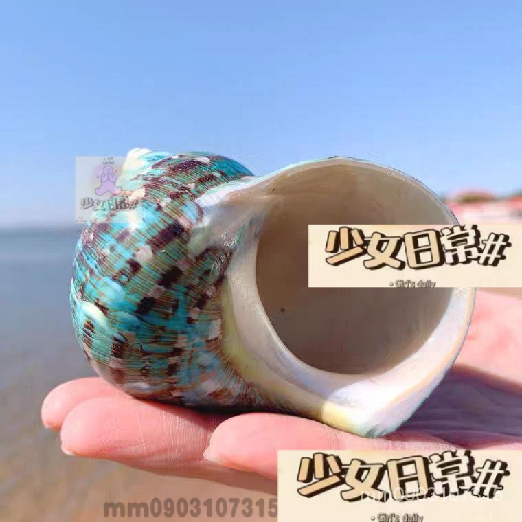 台灣發貨 天然綠蠑螺海螺貝殼綠蠑螺大綠螺地中海家居收藏擺件寄居蟹殼