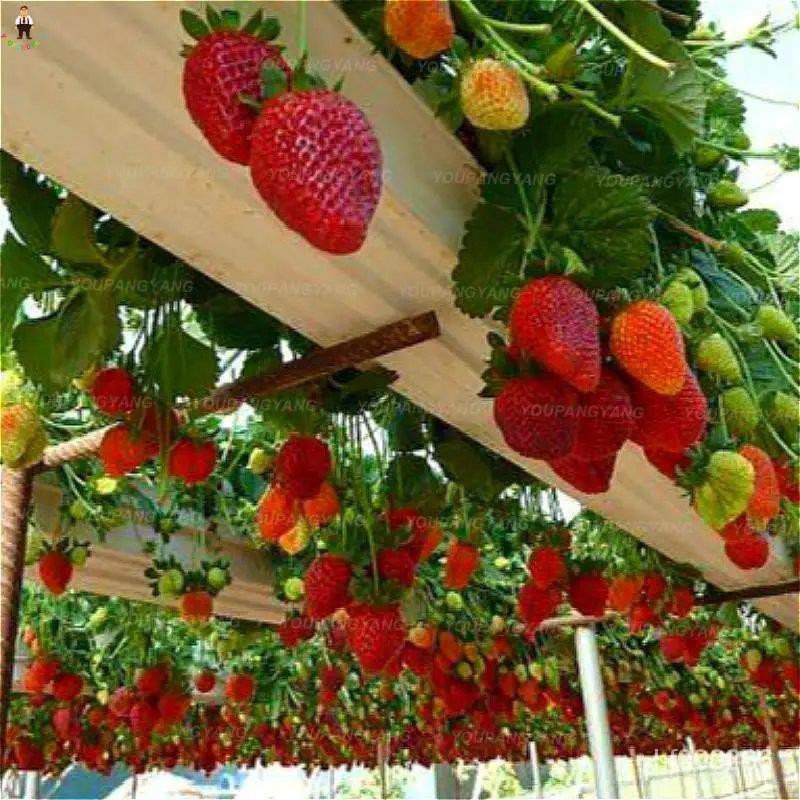 99免運✅✅巨大奶油草莓種子 四季播種水果草莓 發芽率高 多款草莓苗種子
