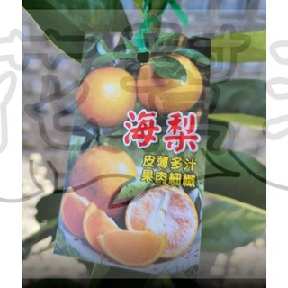 花幫派_水果苗—海梨柑--橙黃色~ 桶柑品系 /4.5吋高約60-70cm