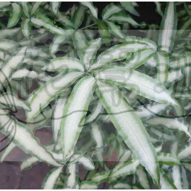 花幫派_蕨類植物—蟹角鳳尾蕨--室內植物~ 耐陰、適合室內栽種/6吋