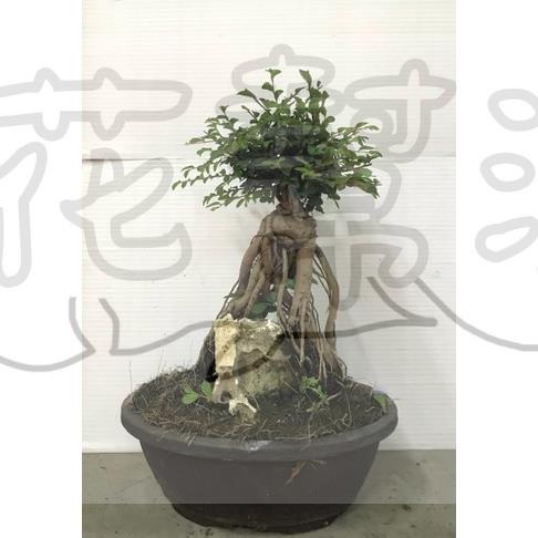 花幫派_小品盆栽—裸根榆樹(附石)--造型典雅~盤根錯節的特色/4吋高約15-20cm/特價210