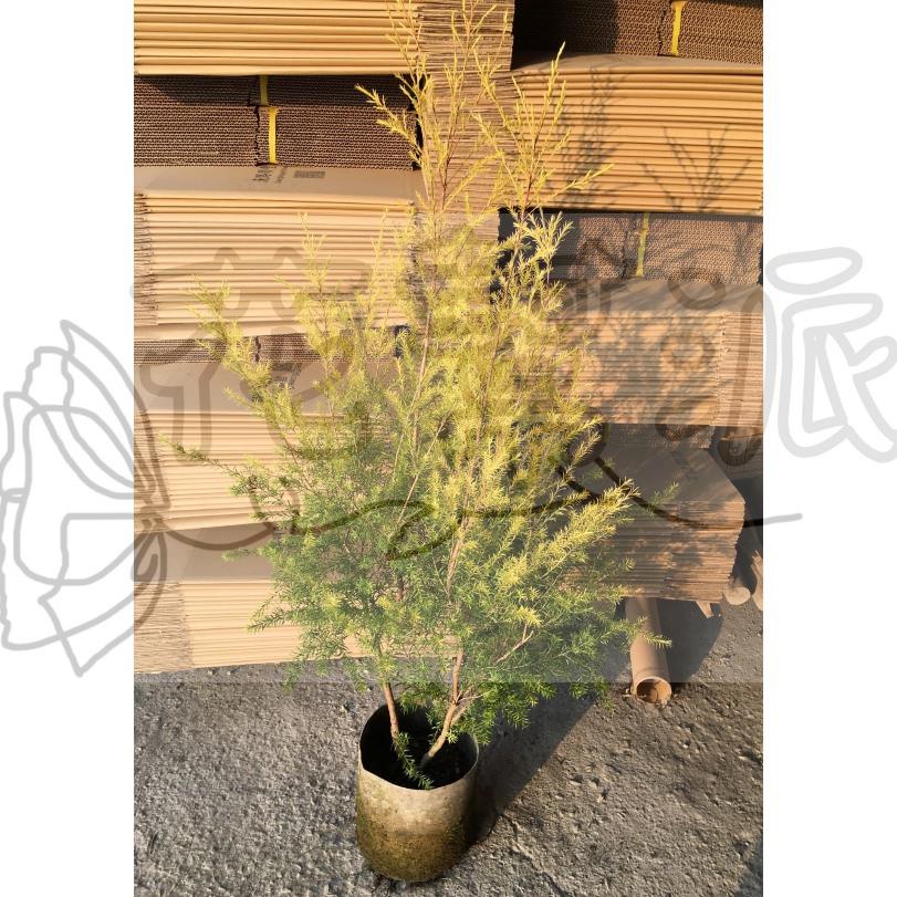 花幫派_喬木綠化植物—黃金串錢柳--優良彩葉樹種~樹形優美/8吋高約90-110cm/售638特價600
