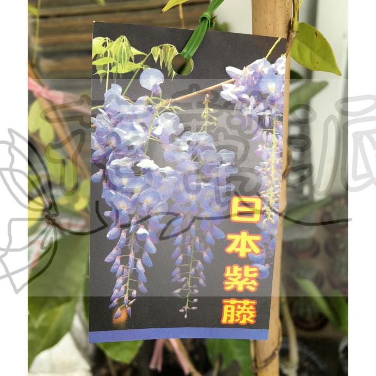 花幫派_藤蔓觀賞植物—日本紫藤(高壓苗)--淡紫色小花成串垂下~可提煉芳香油/6吋高約40-50cm