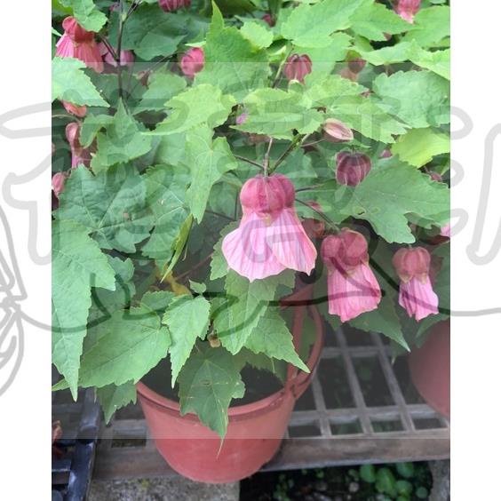 花幫派_季節花卉植物—日本風鈴花(挑色)--燈籠花~錦葵科(Malvaceae)/5-6吋