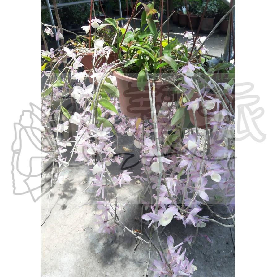 花幫派_季節花卉植物—天宮石斛蘭--石斛蘭屬~花色和花的大小常有變化/6吋長約30cm