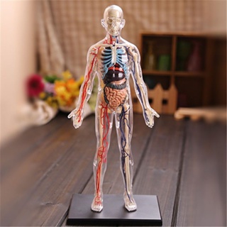 香港4D MASTER全身透明人模型立體1:6人體器官拚裝生物敎學模型（小偉精品）