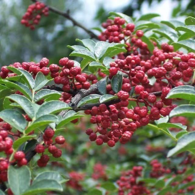 🔥【1站式.農資】🔥花椒種子大全 大紅袍 獅子頭花椒 青椒 種籽