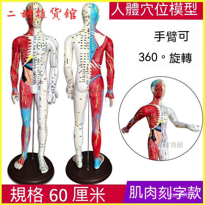 中醫針灸人體模特穴位模型男女模型高清刻字十二經絡銅人小皮人 人體肌肉器官解剖模型 醫學敎學 敎學模型 解剖模型