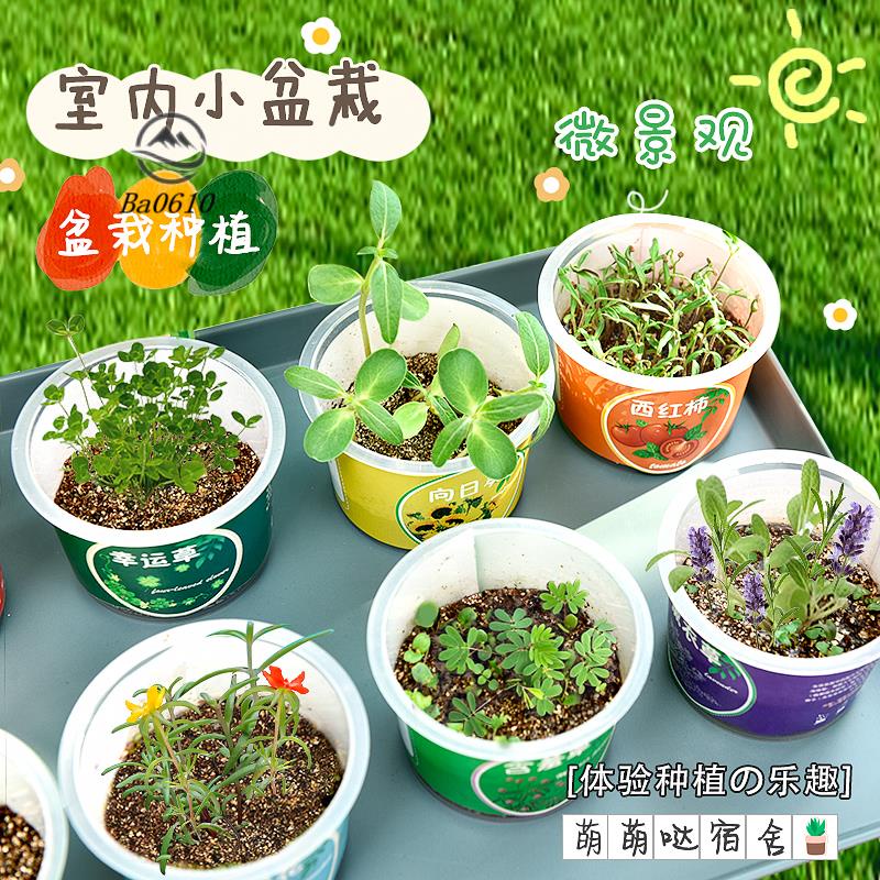 🥇可開統編🥇寶島兒童種植盆栽幼稚園觀察植物發芽生長小學生生日分享禮物迷你植栽#植物節#美化空氣#環保製氧#農藝體驗