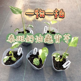 ↠有植感↞ ▮泰斑奶油龜背芋▮ crème brûlée 一物一拍 龜背芋 白斑龜 斑葉龜背芋 天南星科 白斑龜背芋