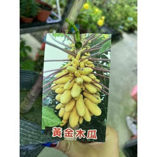 《花果山🐒》 -- 黃金木瓜 / 紅妃矮種木瓜 宅配大小 已會開花已矮化