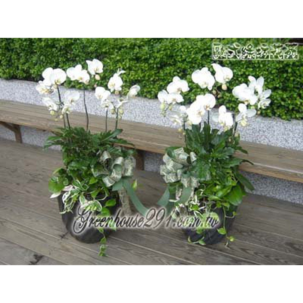 【歐式綠坊花苑】 [gtco053]5株追思白色蝴蝶蘭花盆景(一對)~桃園市中壢區 中華路培英路中美路 中豐路 花店花坊
