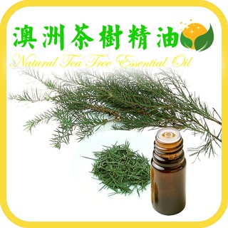 澳洲茶樹精油 天然單方精油 茶樹精油 正草本精油 Natural Tea Tree Essential Oil