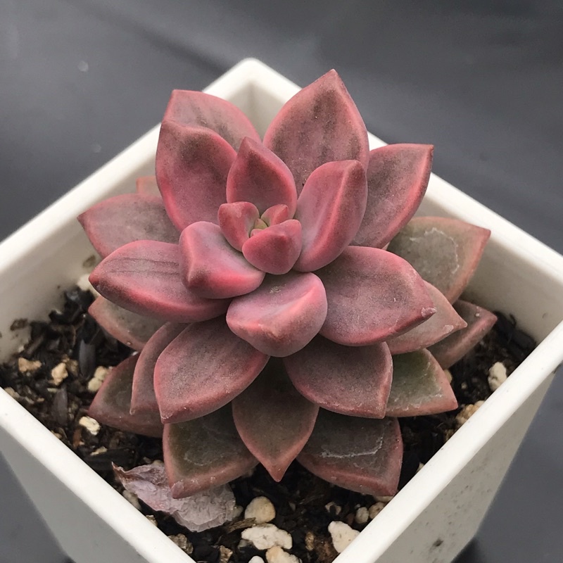 ポイント5倍 多肉植物 韓国苗 稀少 多肉植物 朧月錦 | mediafisher.fr