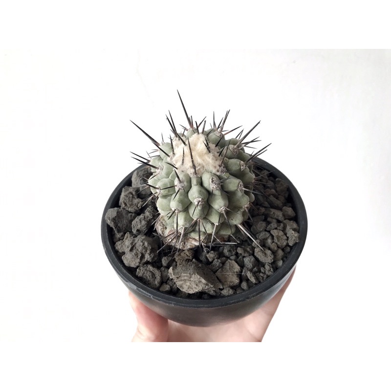 Copiapoa cinerea 原產黑王丸_厚白蠟微根側芽6cm_大尺寸白蠟植株_已配盆景，含盆出售_仙人掌/黑王丸