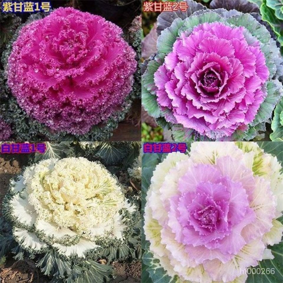 新型羽衣甘藍種子花卉觀賞食用紫色蔬菜籽四季播陽臺盆栽 羽衣甘藍
