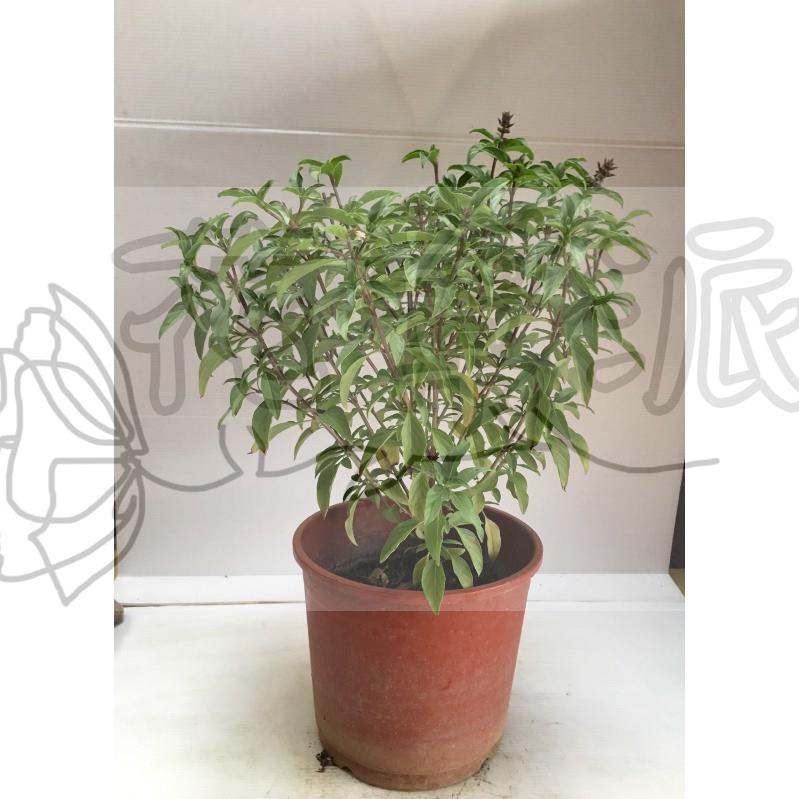 花幫派_香草水果苗—九層塔(紅骨)--別稱羅勒~供調味用/6吋高約20-30cm