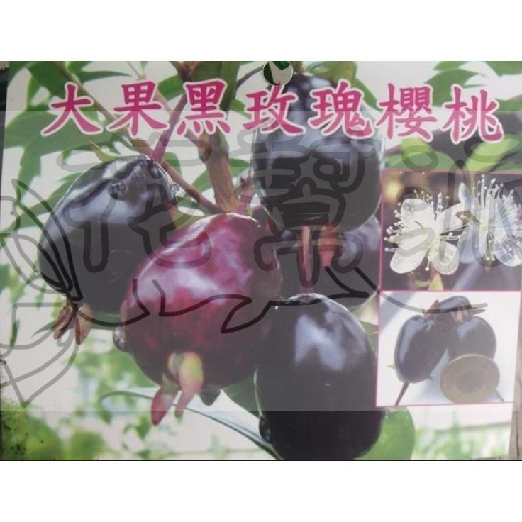 花幫派_水果苗—大果黑玫瑰櫻桃--熱帶平地品種~葉子較小果實大/6吋高約40-50cm/特價600
