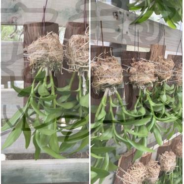 花幫派_季節花卉植物—紅龍石斛蘭(上板)--新品種~濃紅色/3吋