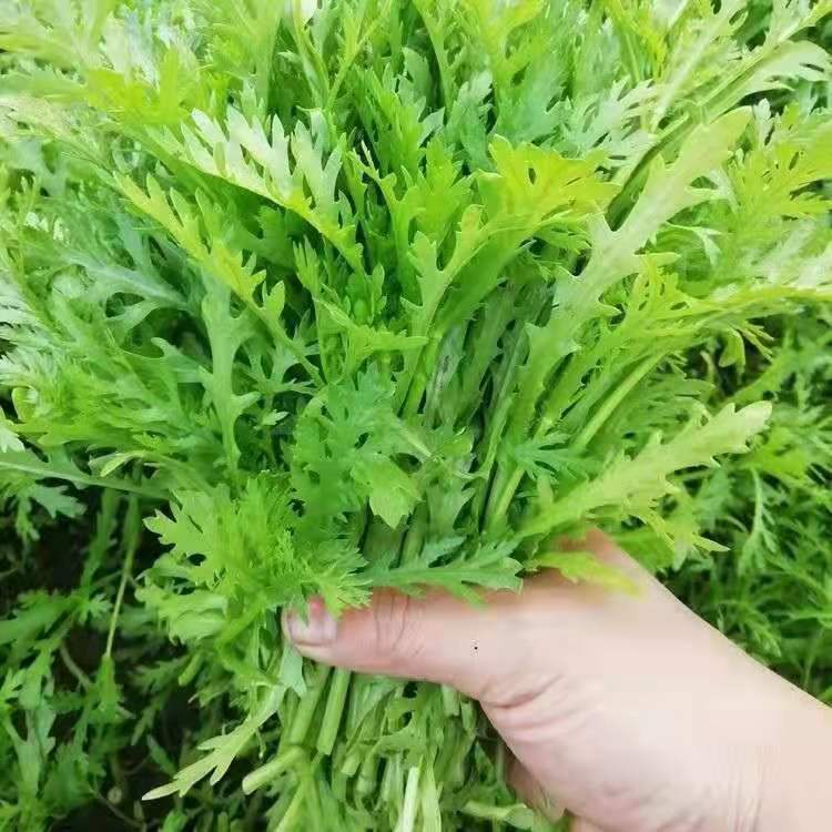 火鍋最佳良伴 超高產蔬菜 茼蒿 皇帝菜種子  種一次多年採摘 發芽率高達95% 口感極佳 陽臺盆栽 種子 蔬菜種子好吃