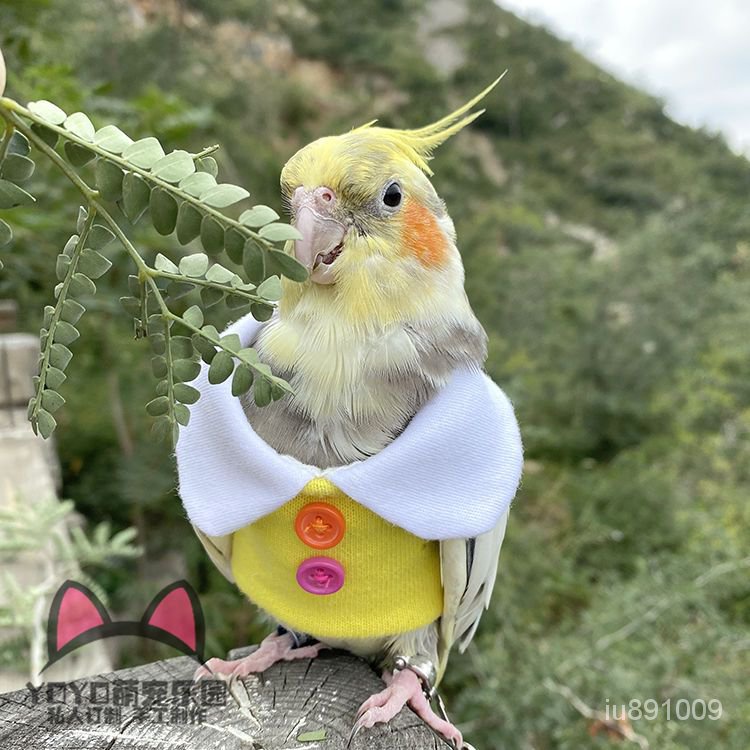 優選好物 定製中小型鳥衣服玄鳳小太陽鸚鵡放飛遛鳥服裝加厚保暖飛行衣 XHQL
