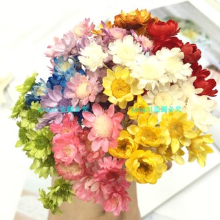 熱銷#永生花配件進口永生花花材小雛菊乾花小星花10枝手工製作配材DIY玻璃罩禮盒