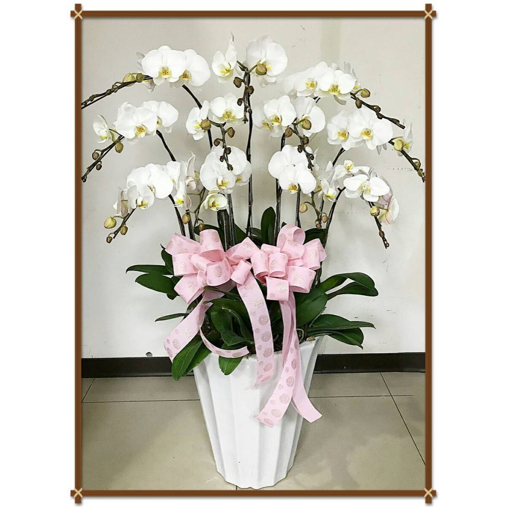 桃園花店【gtco331】11株A+告別式蝴蝶蘭花盆栽~專人配送桃園殯儀館/中壢殯儀館/新天堂殯儀館/御奠園/大愛/通天