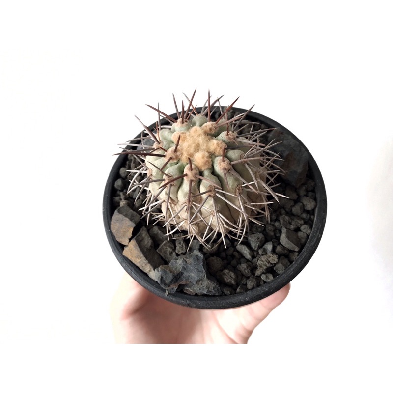 Copiapoa cinerea黑王丸實生_白蠟絕白_歐洲園藝實生_經典藏品等級_黑王丸/仙人掌/妖炎