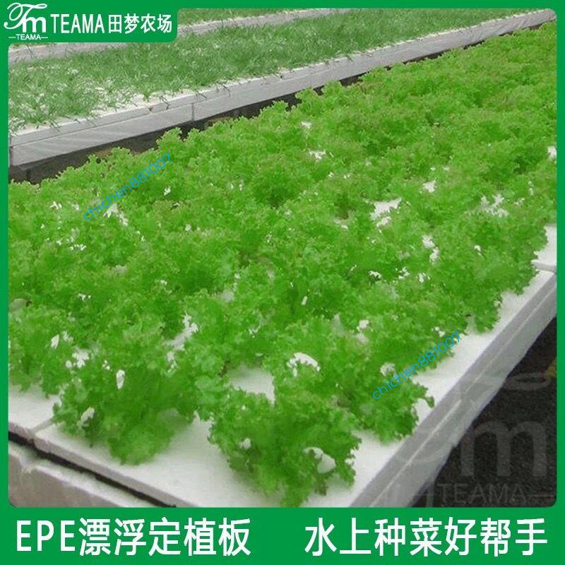 水培蔬菜漂浮定值板 新料魚塘漂浮板 水上種植水培蔬菜定植板 無土栽培設備水耕泡沫塊 海綿定值籃 海綿固定浮板育苗