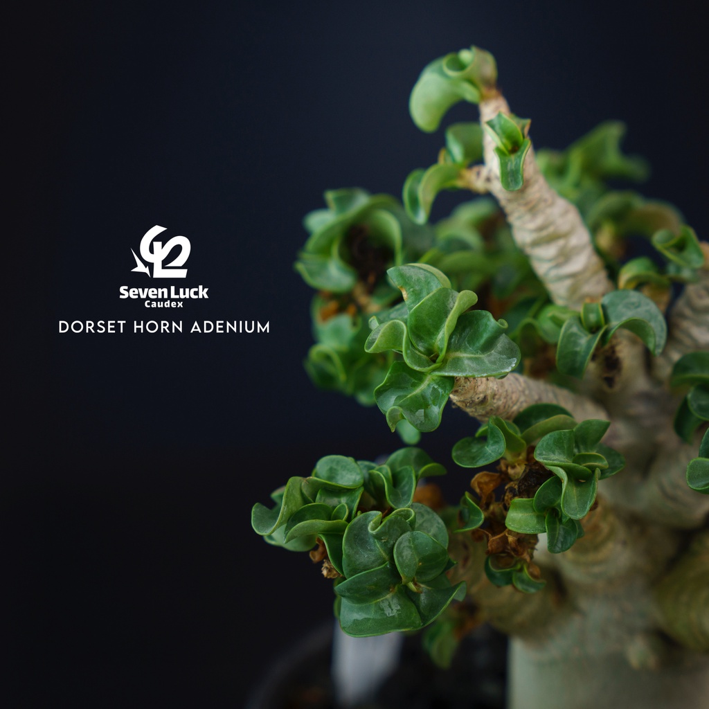 SL’s植物園-羊角沙玫Dorset Horn Adenium