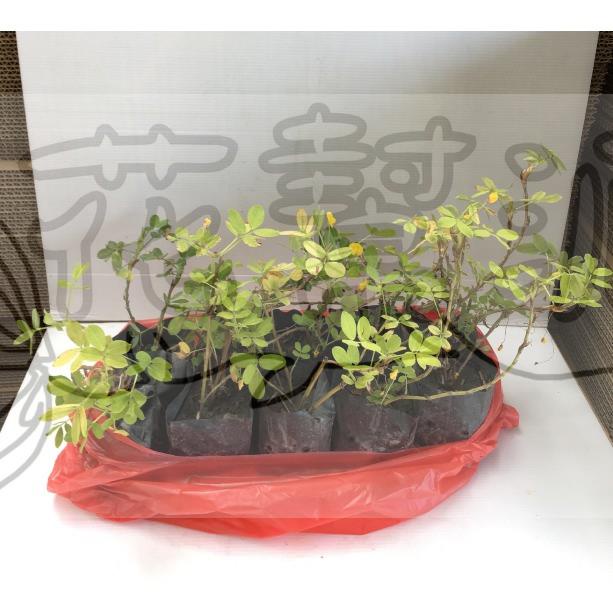 花幫派_地被植物—蔓花生--(1組10小株)~四季常青/3吋高約10-20cm