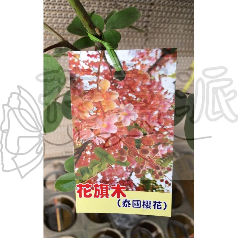 花幫派_喬木觀花植物—花旗木--枝條略下垂~略帶清香/4.5吋高約25-30cm/特價158