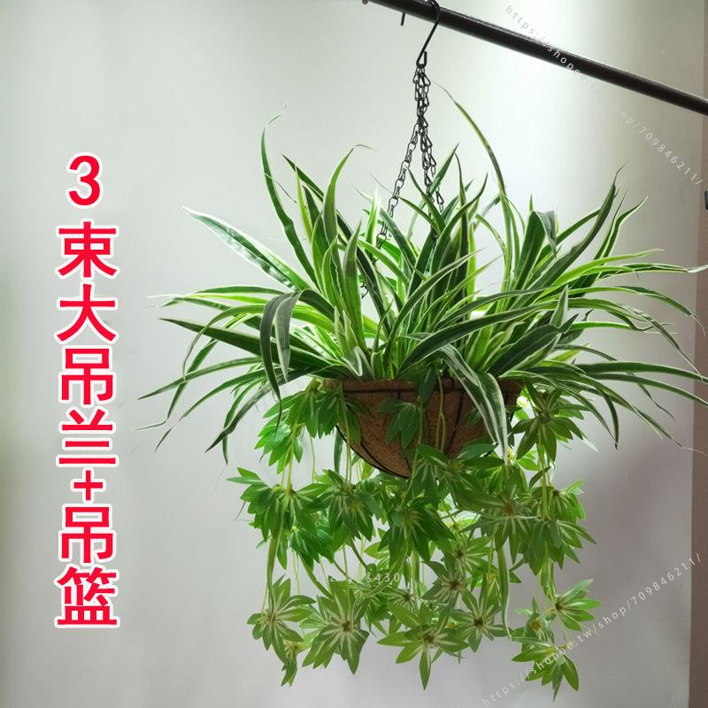 台灣裝飾🌿仿真吊蘭花籃套裝假綠植物花草盆栽壁掛店面陽臺客廳垂吊懸掛裝飾